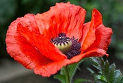 16th Jun 2025 - Surrounded by Orange