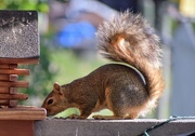 29th Jun 2025 - Only Here For The Sunflower Seeds ☺️