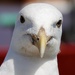 Oi !!!!! Got Any Chips ??!!!