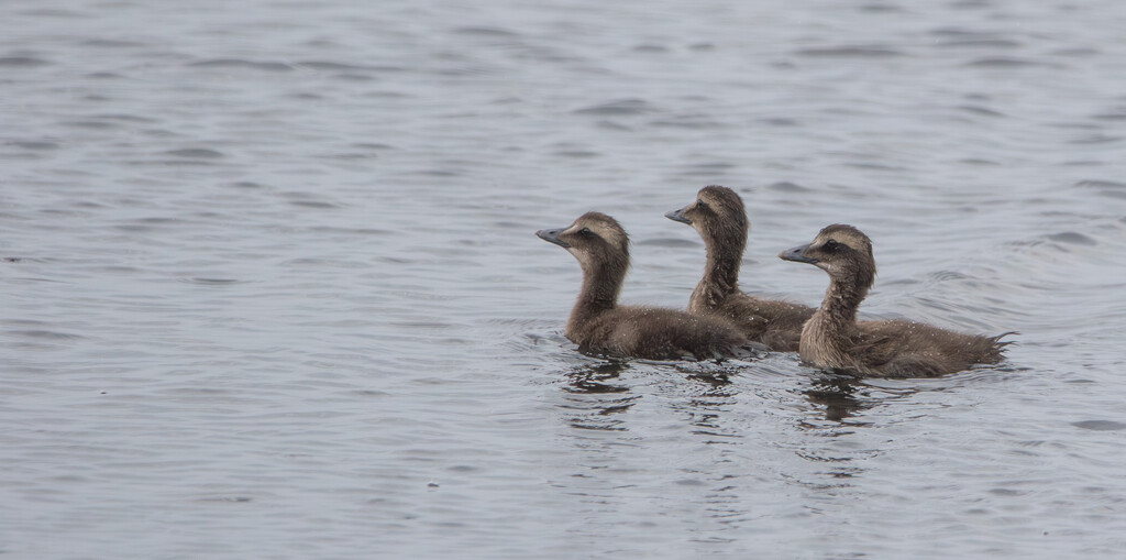 Three Little Ducklings are we. by lifeat60degrees