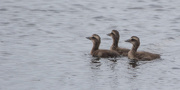 30th Jun 2025 - Three Little Ducklings are we.