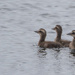 Three Little Ducklings are we.