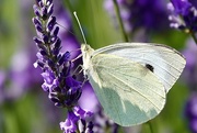 30th Jun 2025 - Lavender Butterfly