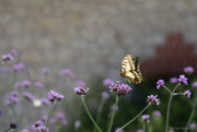 27th Jun 2025 - Old World swallowtail