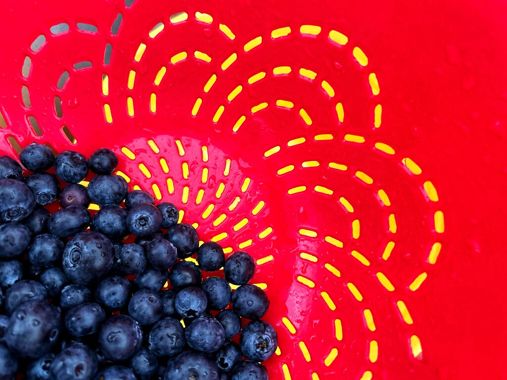 RED COLANDER and BLUEBERRIES  by joemuli