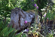 30th Jun 2025 - Mr. Snuffleupagus Hiding in the Foxgloves