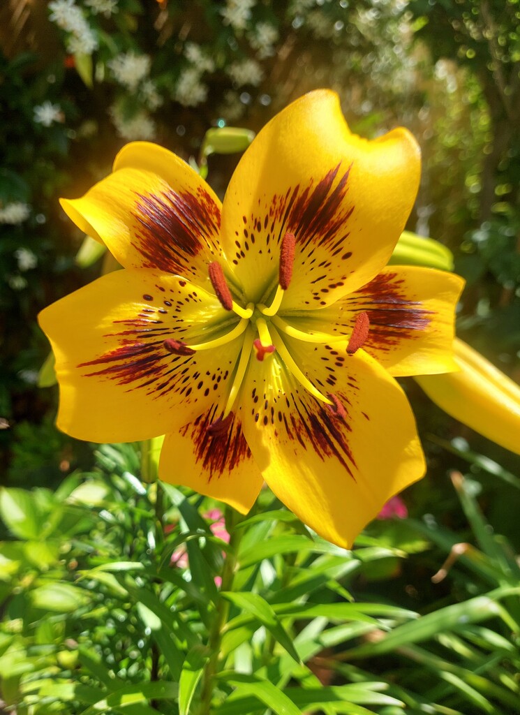 Another lily by busylady