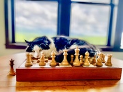 29th Jun 2025 - A Cat Touch