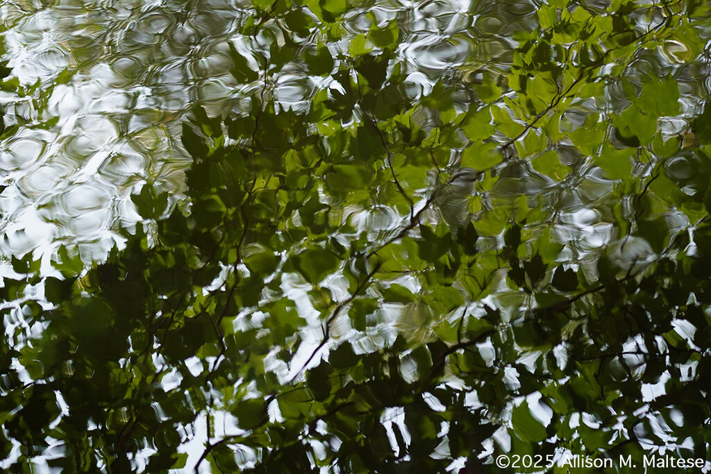 Shades of Green by falcon11