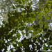 Shades of Green