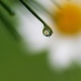 Daisy in a raindrop