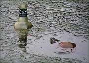 28th Jun 2025 - Under the Influence