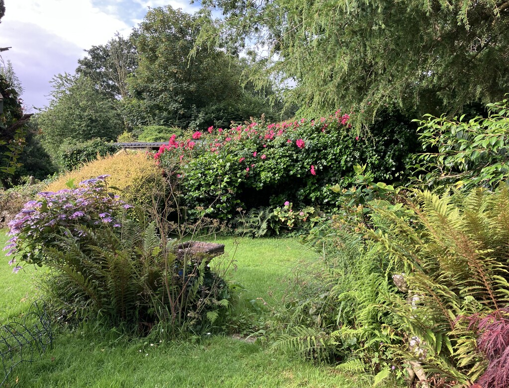 Brother’s Garden  by g3xbm