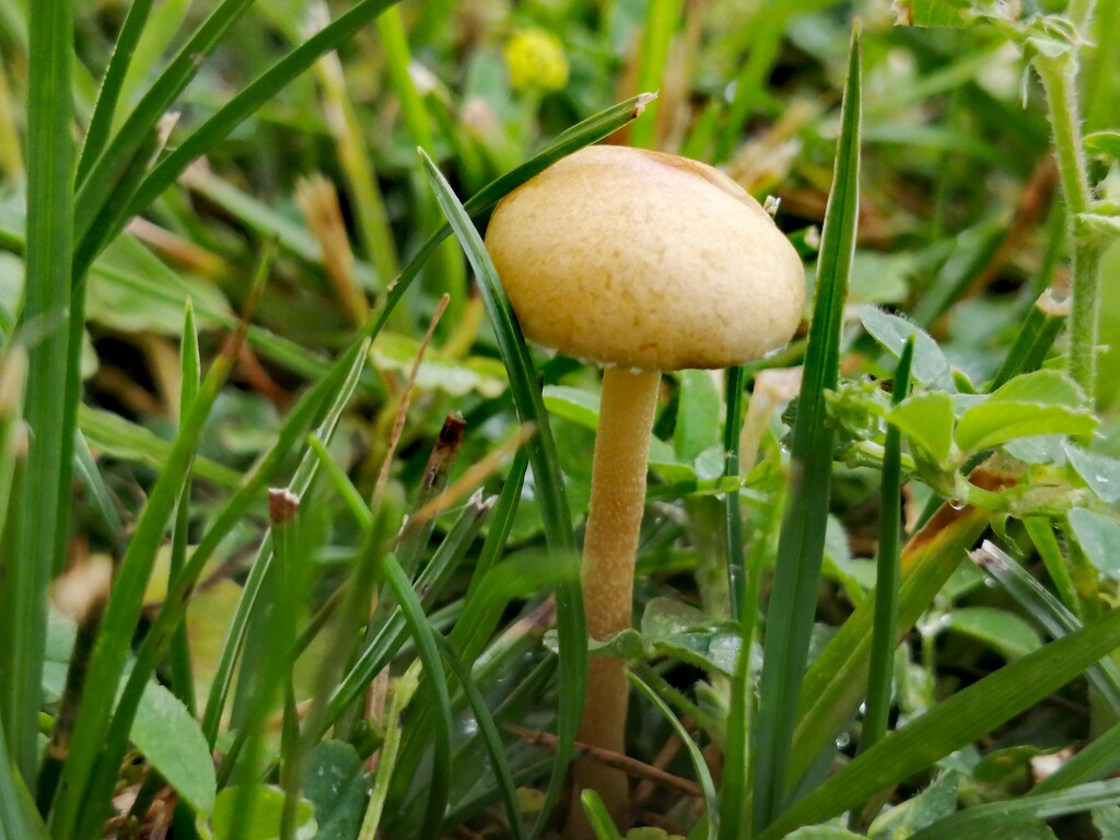 Mower's Mushroom by princessicajessica
