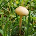 Mower's Mushroom