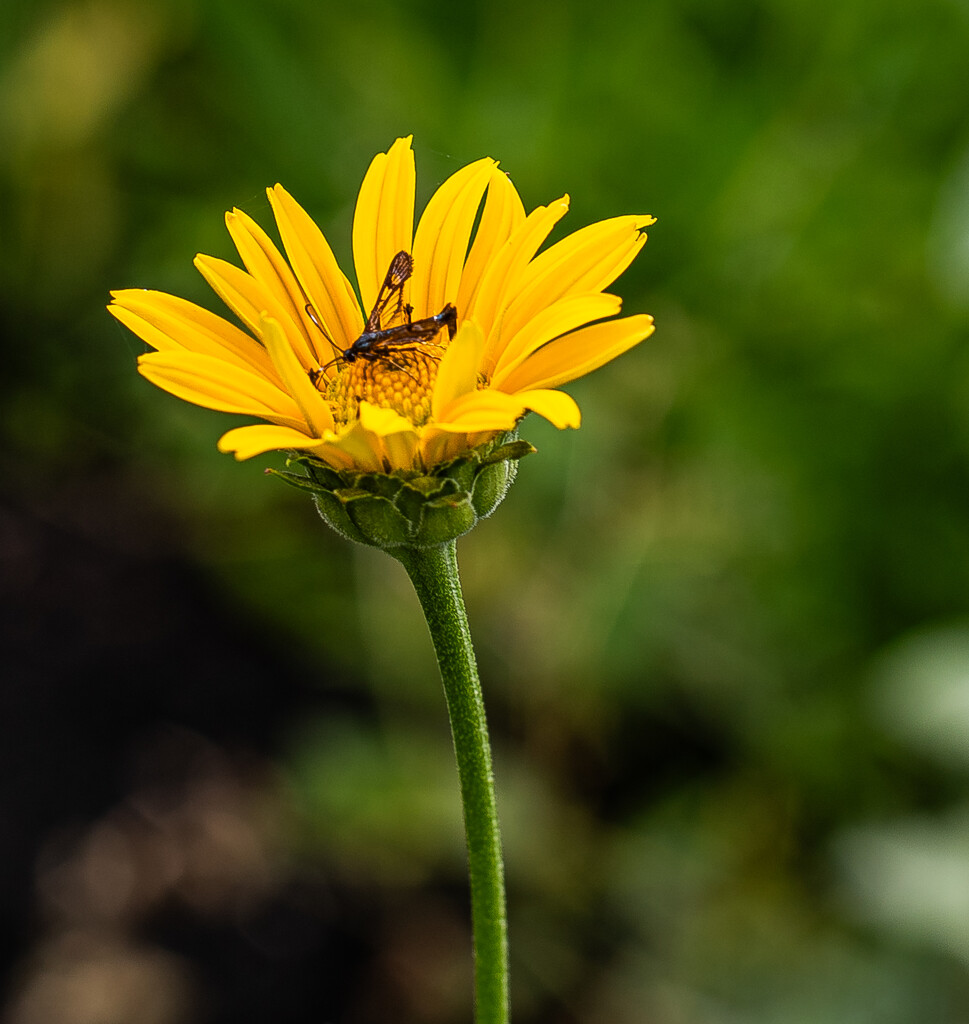 False sunflower and insect by darchibald