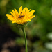 False sunflower and insect
