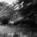 Walk in the park