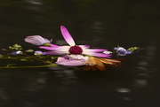 1st Jul 2025 - Senetti~~~~