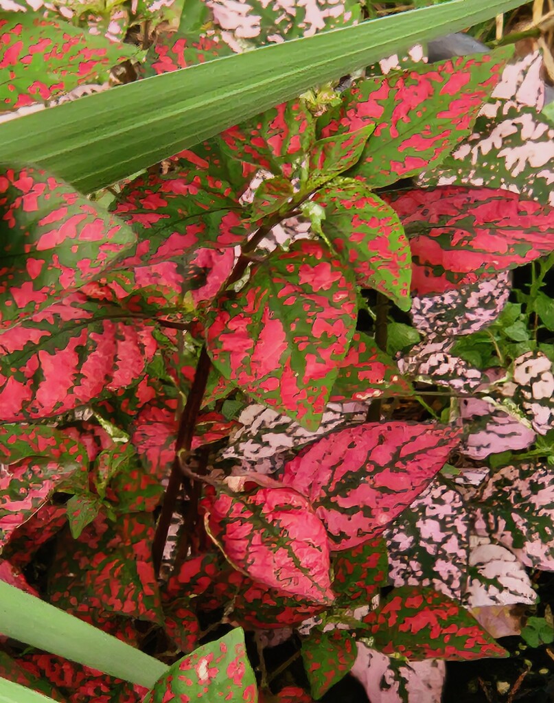 Coleus by alyclark