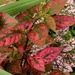 Coleus