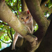 Mimí - hiding in a tree