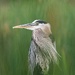 GREAT BLUE HERON