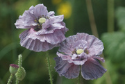 29th Jun 2025 - Gray Poppies