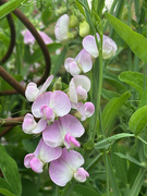 30th Jun 2025 - Everlasting Sweet Peas