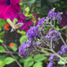 Hummingbird Hawk Moth