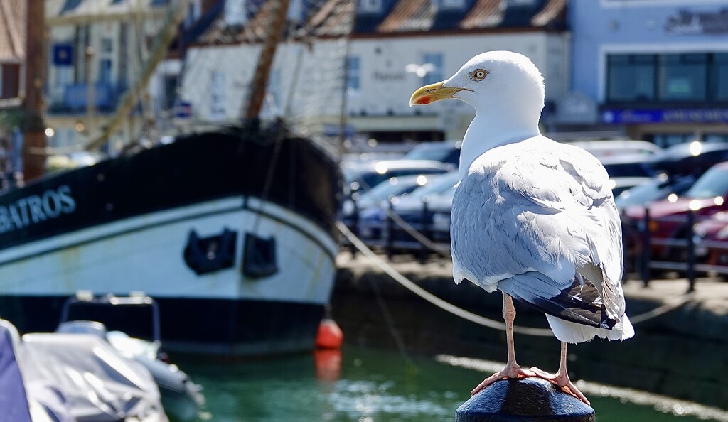 Get my good side… by carole_sandford