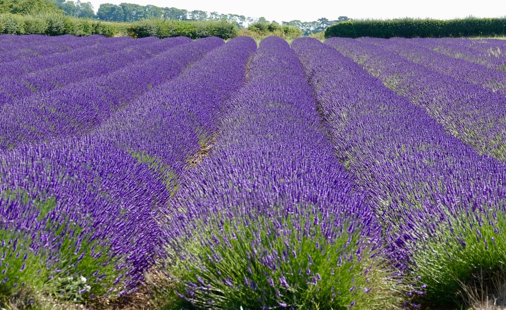 Norfolk Lavender by carole_sandford