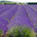 Norfolk Lavender