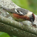 Bay-breasted Warbler (male)