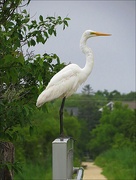 30th Jun 2025 - Great Egret