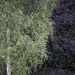 Birch and copper beech