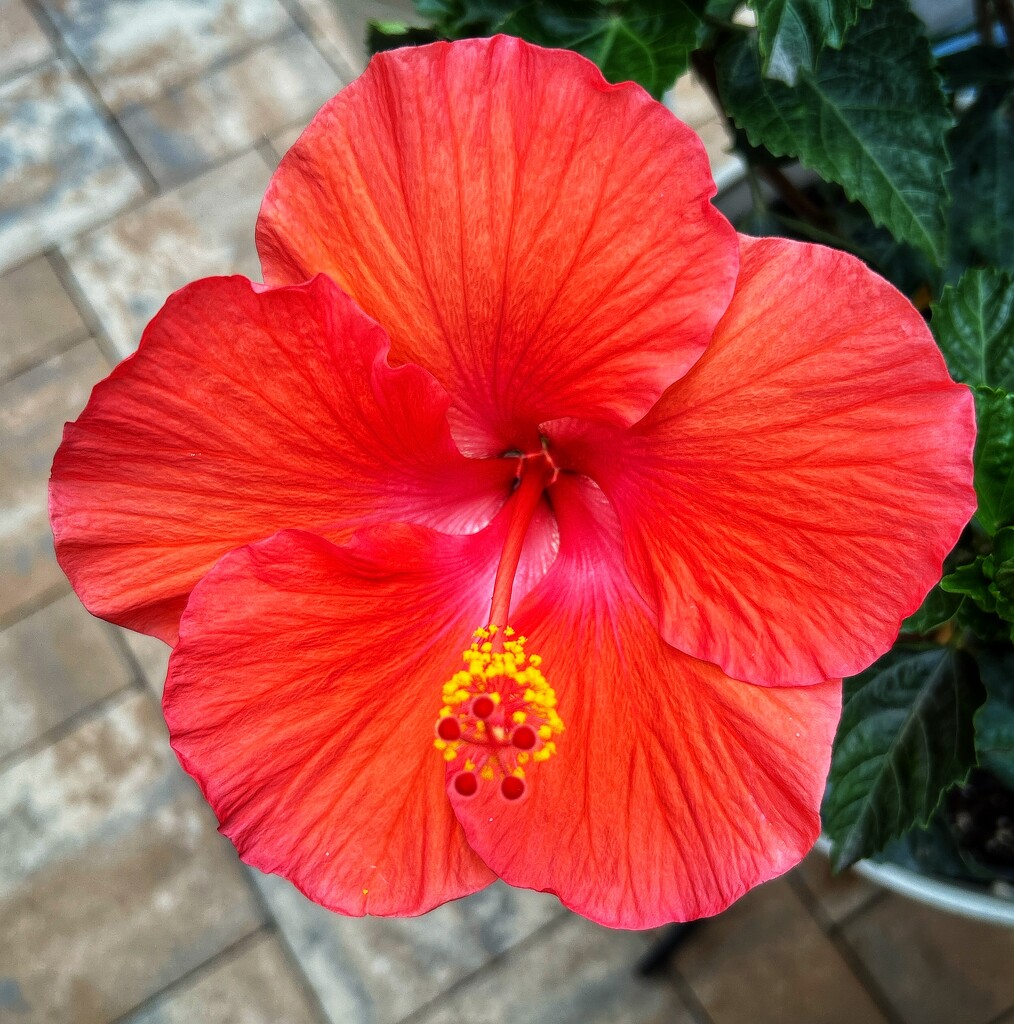 Hibiscus in Bloom by marylandgirl58