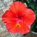 Hibiscus in Bloom