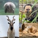 Animal Alphabet-M