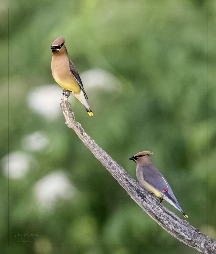 Cedar Waxwings by bluemoon