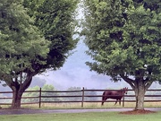 1st Jul 2025 - Lonely Horse