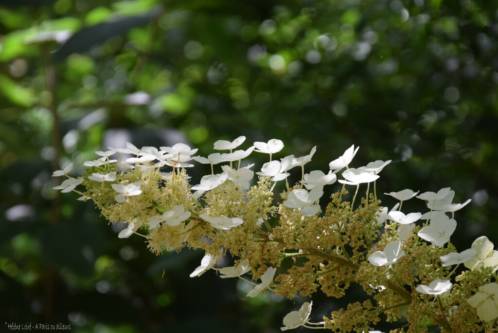 Hydrangea paniculata by parisouailleurs