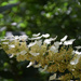 Hydrangea paniculata