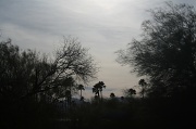 5th Feb 2011 - More Palm Trees!!
