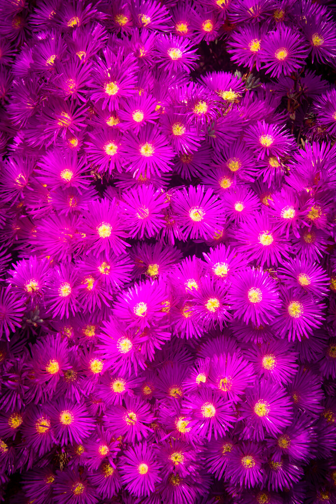 Flowers by swillinbillyflynn