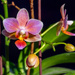 More Orchid