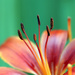 Summer Colors