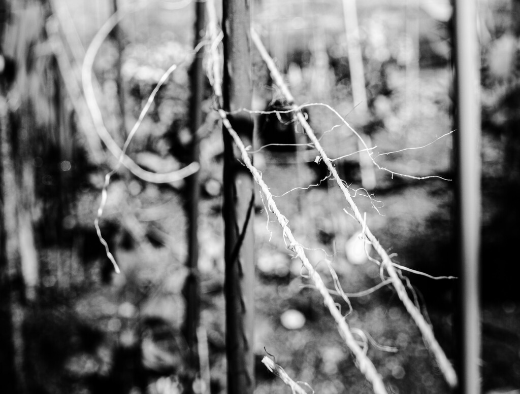 Jute by cristinaledesma33