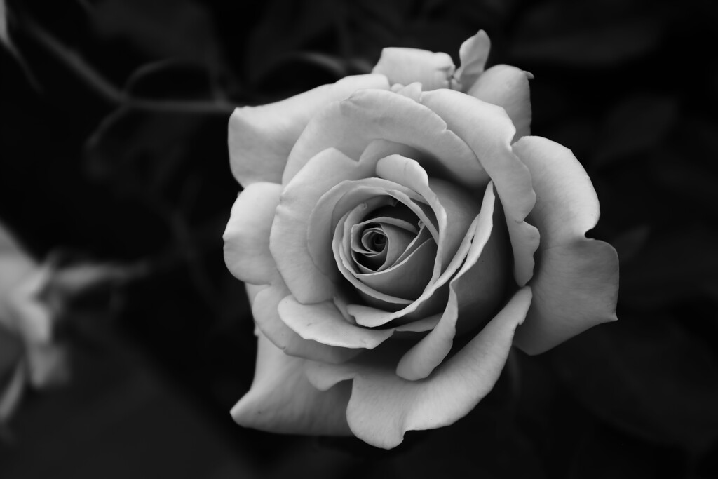 Fibonacci rose by blueberry1222