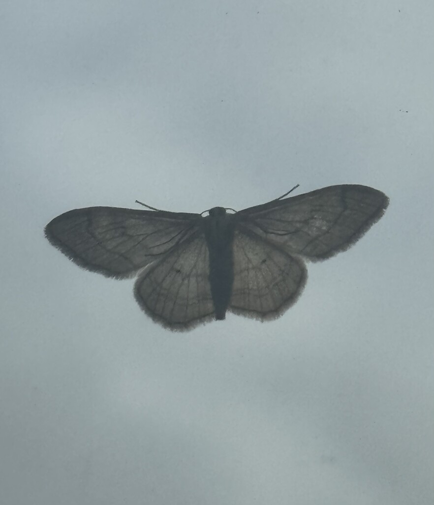 Moth on window  by alipalk59